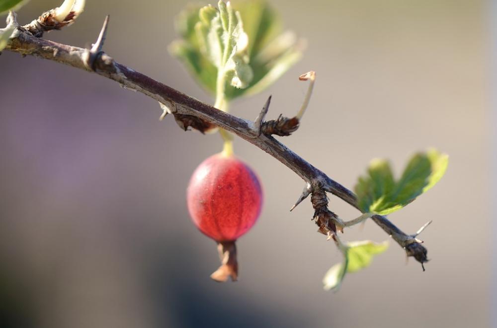 Gooseberry Fruits Red Spring Nature Garden Gooseberry Fruits Red Spring Nature Garden