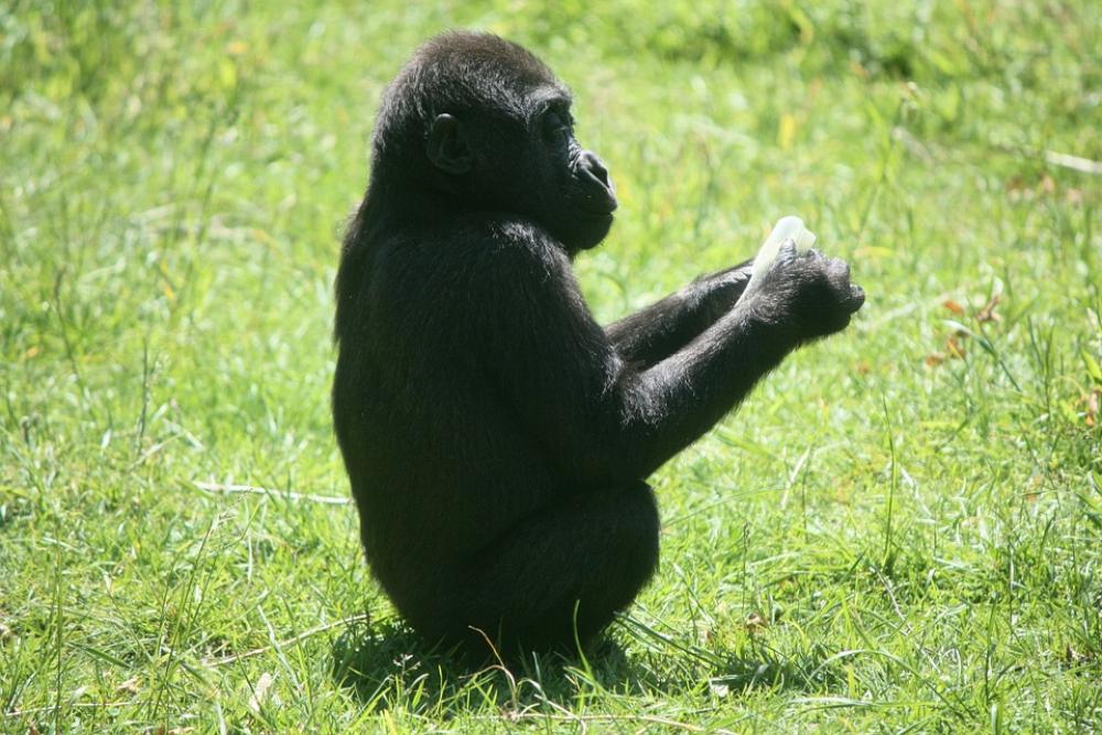 Gorilla Baby Gorilla Ape Monkey Zoo Animal Meadow Gorilla Baby Gorilla Ape Monkey Zoo Animal Meadow