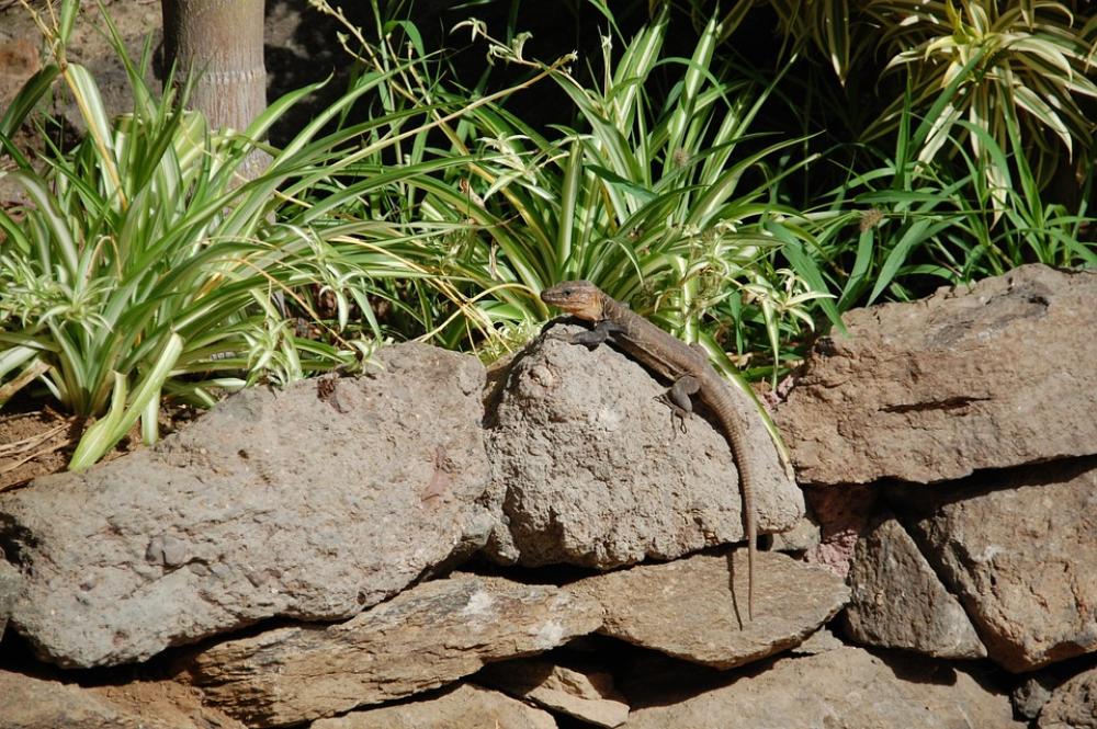 Gran Canaria Spain Island Animal Reptile Lizard Gran Canaria Spain Island Animal Reptile Lizard
