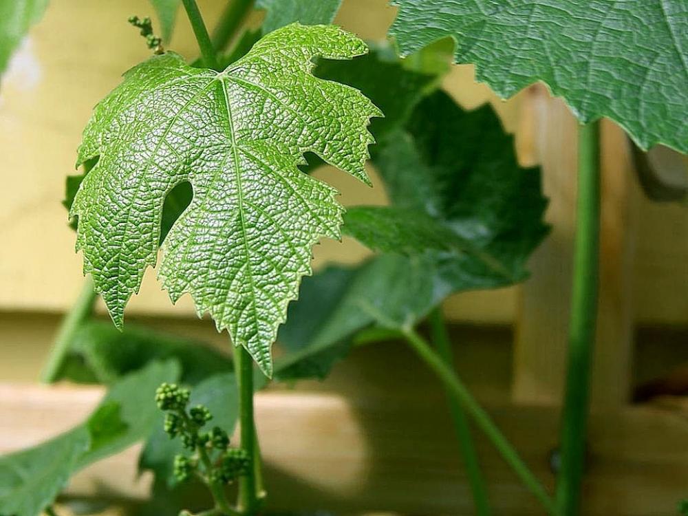 Grape Green Leaves Leaf Landscapes Nature Grape Green Leaves Leaf Landscapes Nature