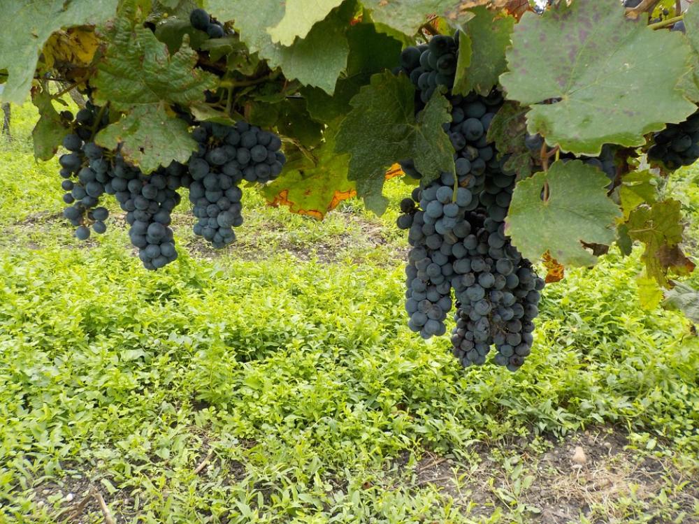 Grape Fruit Ripe Blue Autumn Nature Grape Fruit Ripe Blue Autumn Nature