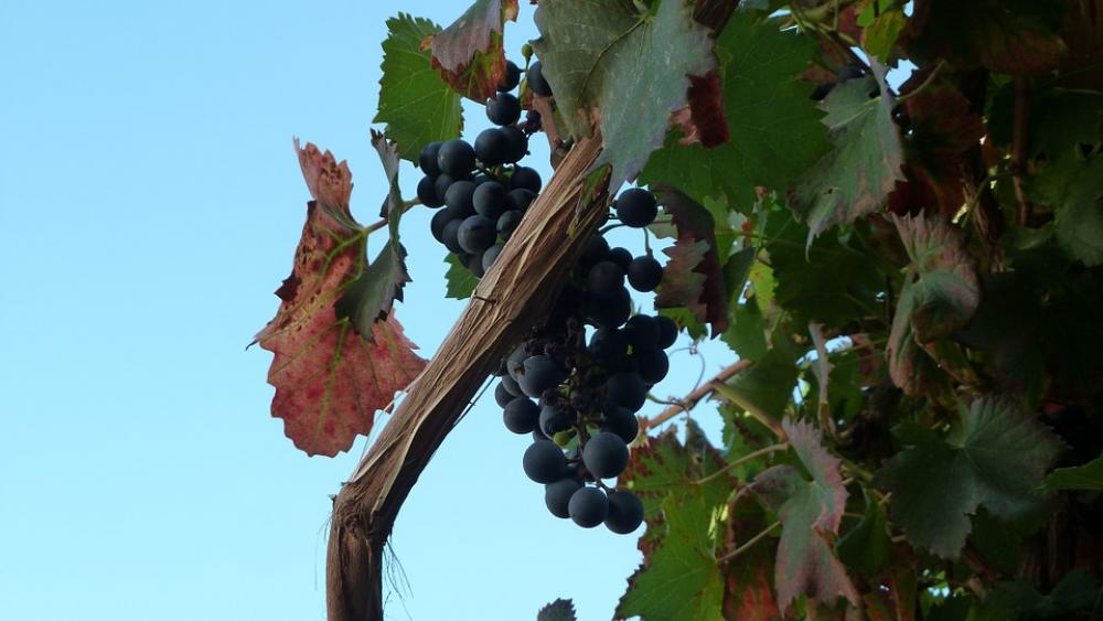 Grape Vintage Grape Vintage