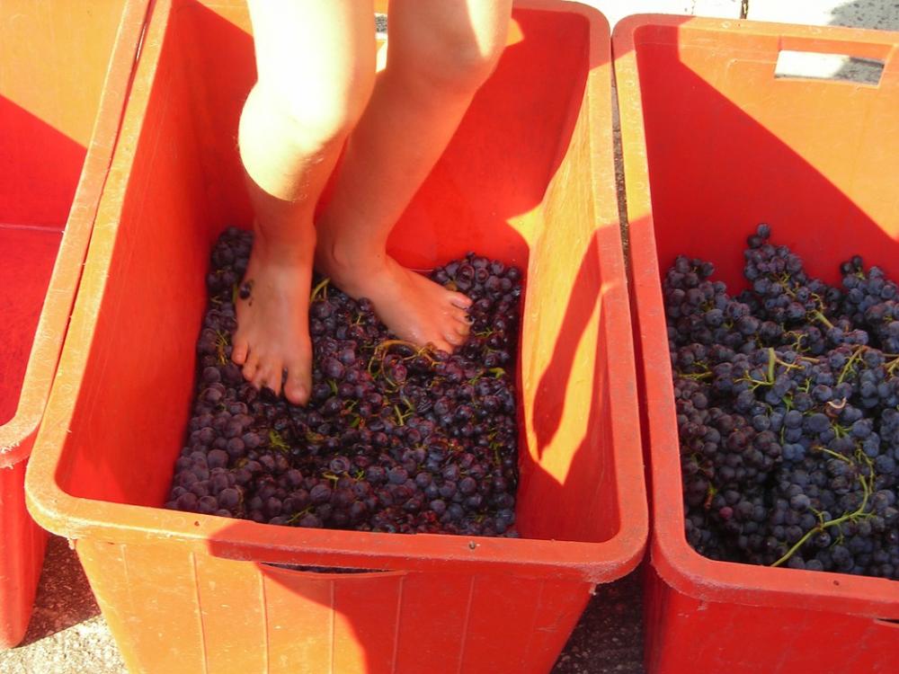 Grape Harvest Feet Verona Grape Stomping Stampers Grape Harvest Feet Verona Grape Stomping Stampers