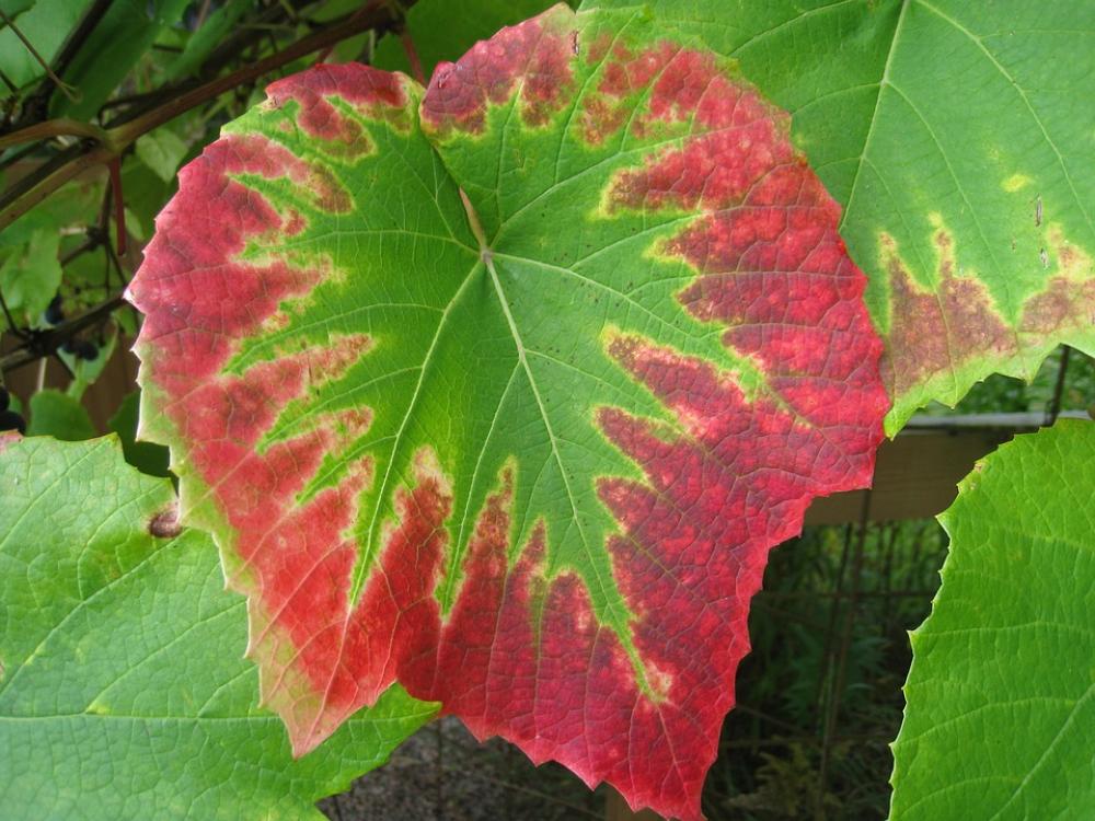 Grape Leaves Colors Autumn Garden Green Red Grape Leaves Colors Autumn Garden Green Red
