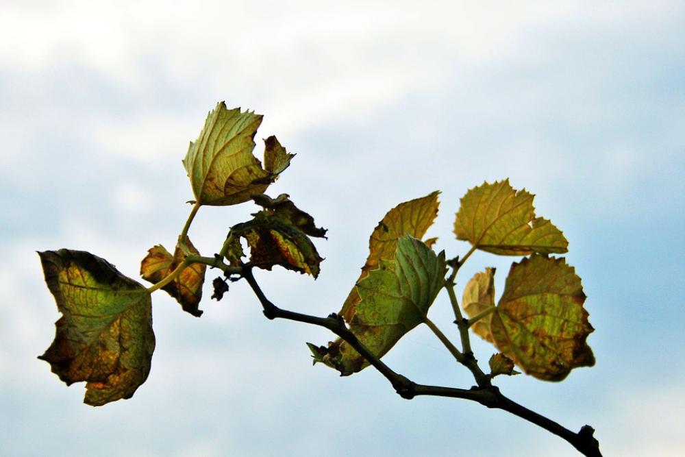 Grape Vine Vine Leaves Grape Green Yellow Drying Grape Vine Vine Leaves Grape Green Yellow Drying