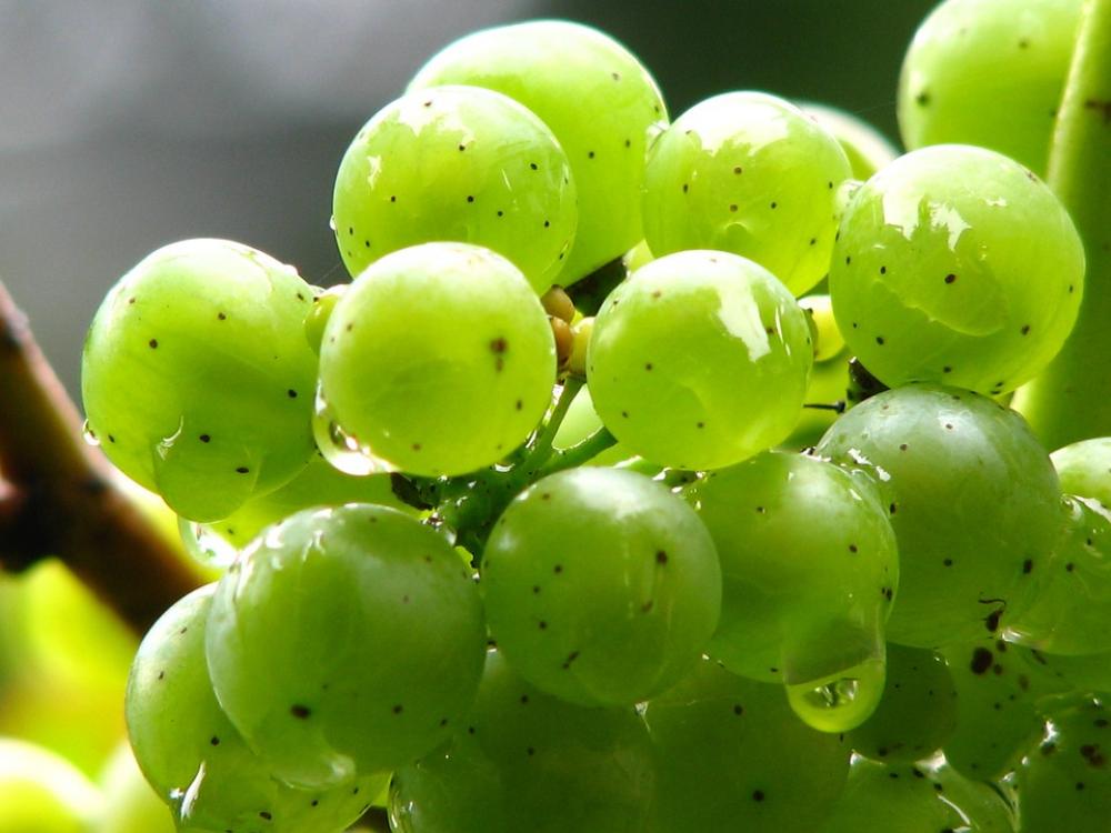 Grapes Vine Wine Green Winegrowing Green Grapes Grapes Vine Wine Green Winegrowing Green Grapes