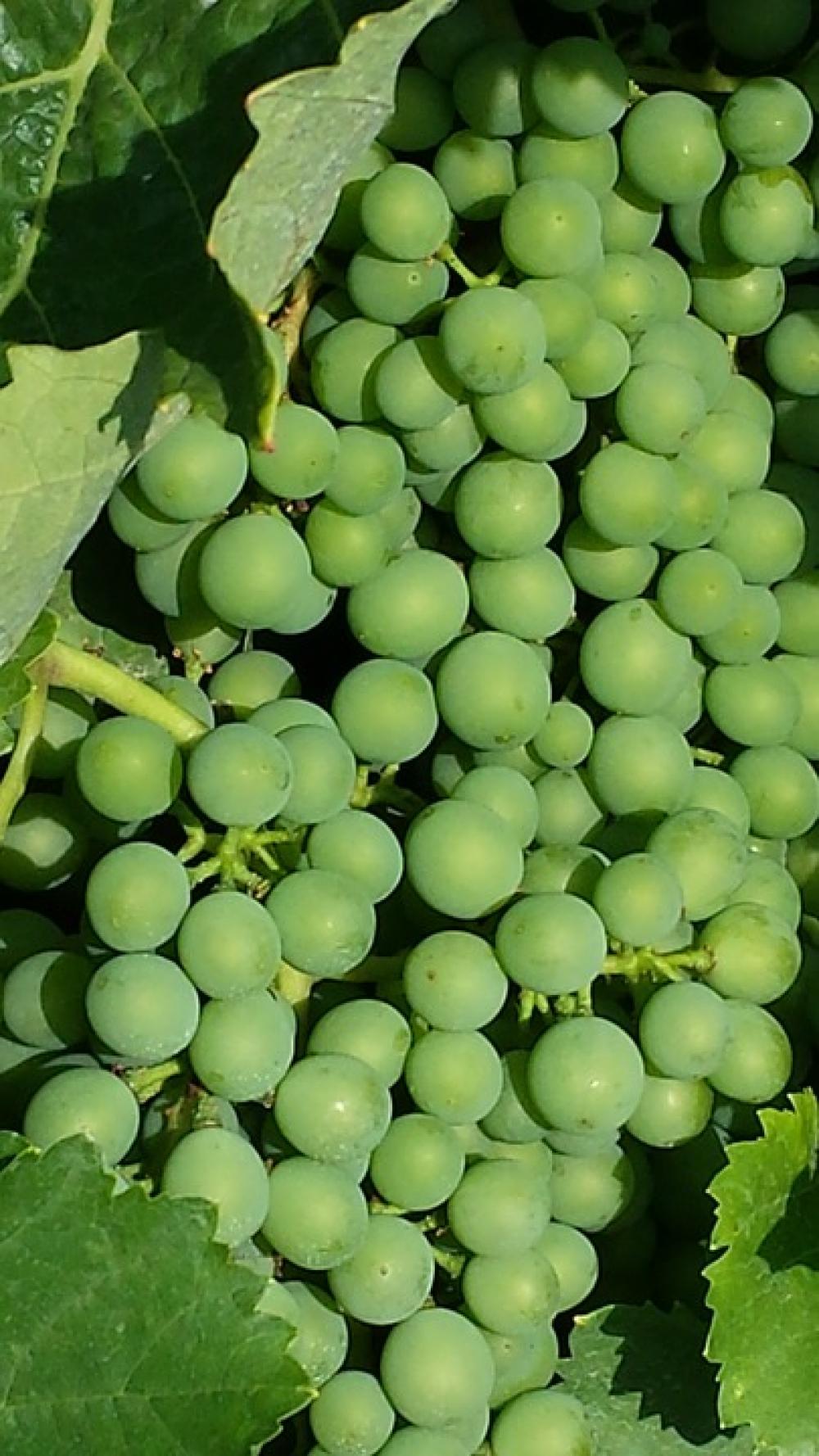 Grapes New Wine Immature Green Wine Harvest Autumn Grapes New Wine Immature Green Wine Harvest Autumn