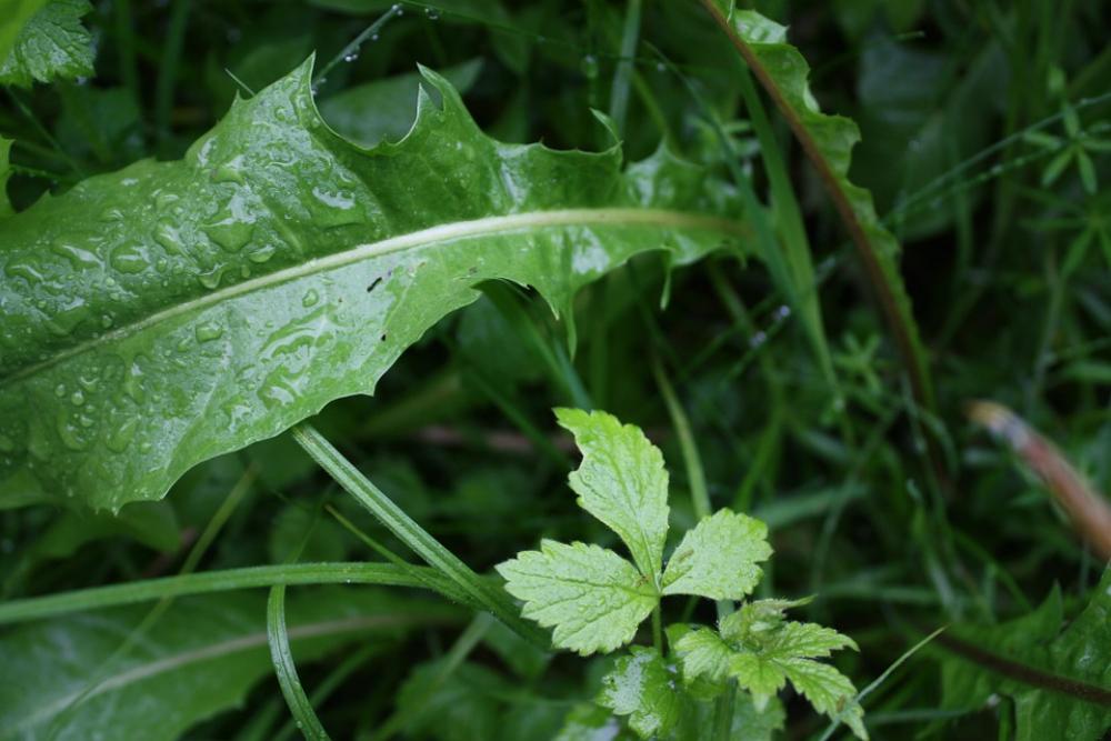 Grass Rain Close Up Grass Rain Close Up