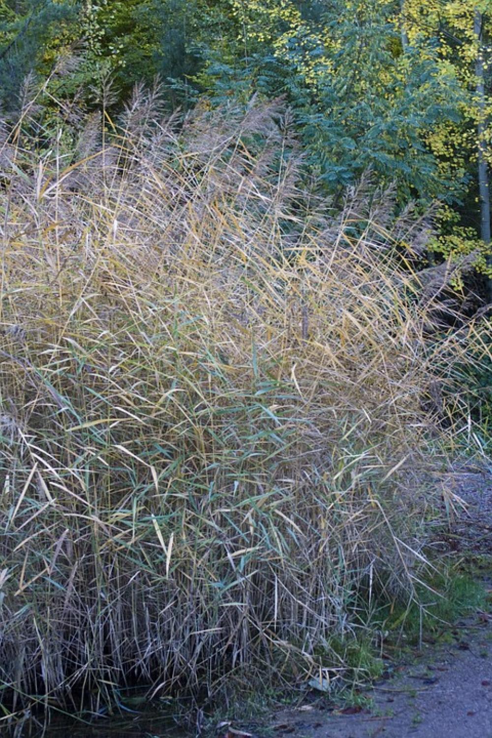Grass Autumn Emerge Colors Of Autumn Fall Leaves Grass Autumn Emerge Colors Of Autumn Fall Leaves