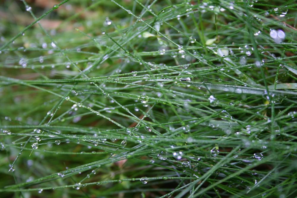 Grass Green Drop Of Water Grass Green Drop Of Water