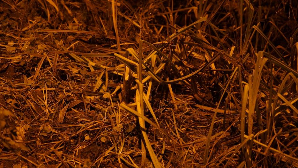 Grass Heinänkorsia Autumn Ground Street Light Grass Heinänkorsia Autumn Ground Street Light