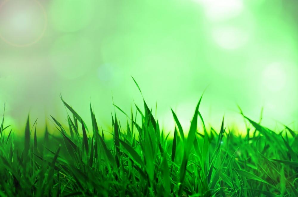 Grass Background Nature Natural Sun Sunshine Grass Background Nature Natural Sun Sunshine