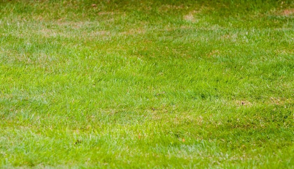 Grass Green Abstract Background Wallpaper Texture Grass Green Abstract Background Wallpaper Texture