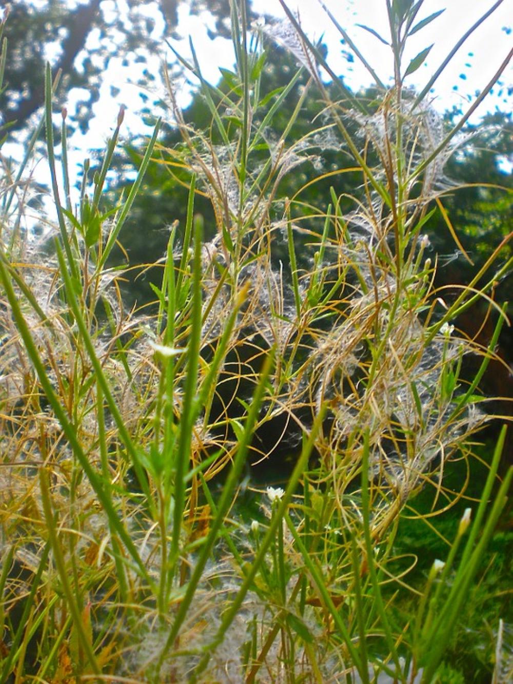 Grass Green Summer Nature Grass Green Summer Nature