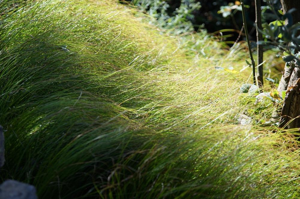 Grass Green Soft Grass Green Soft