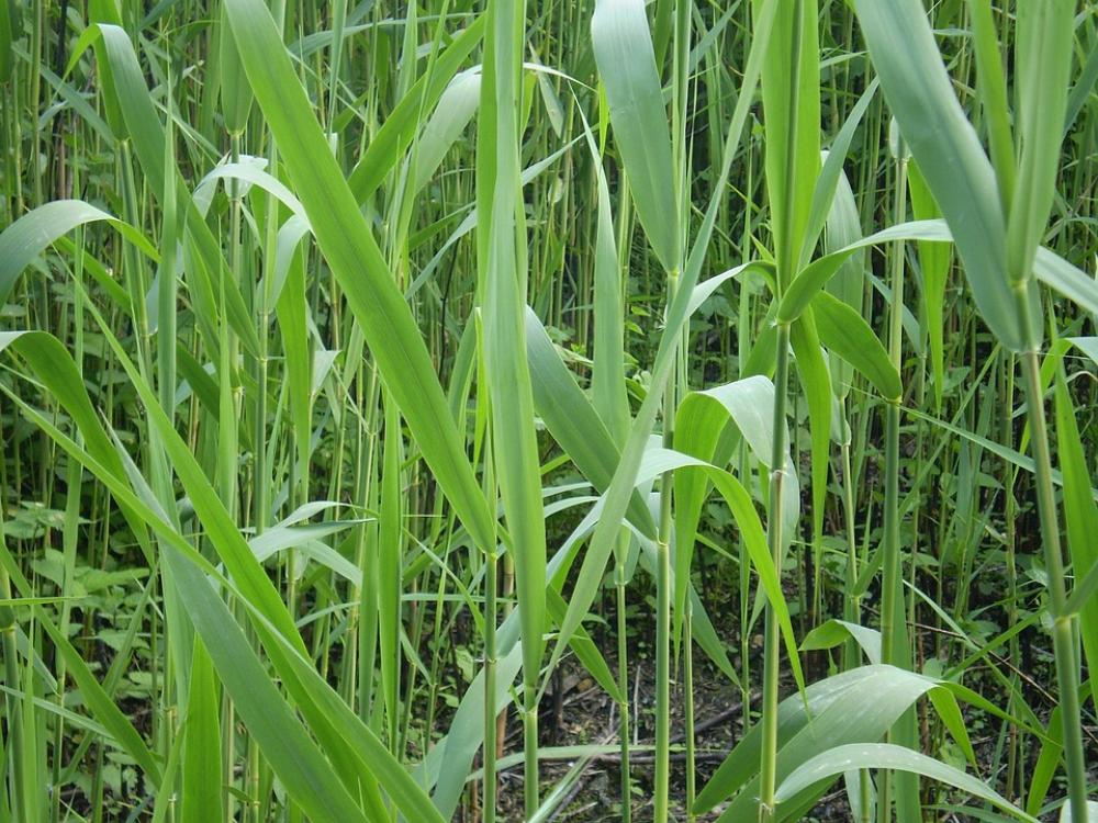 Grass Nature Grass Nature