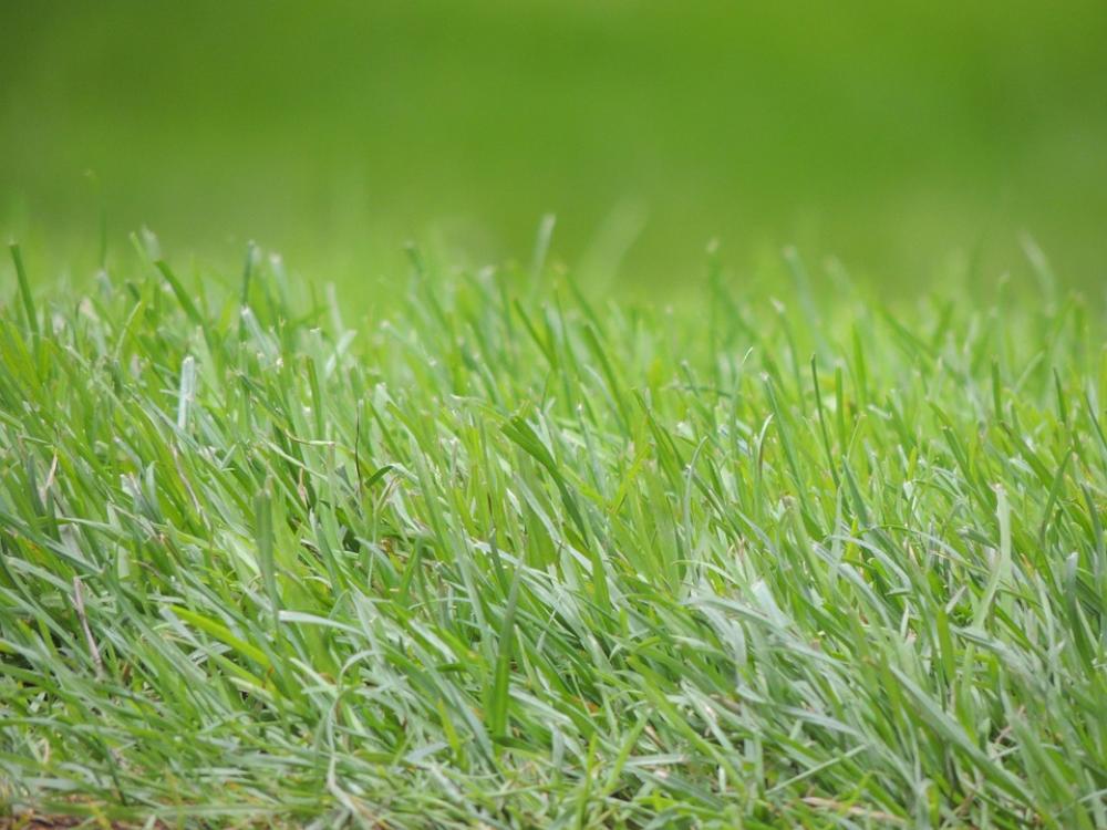 Grass Green Meadow Nature Landscape Structure Grass Green Meadow Nature Landscape Structure