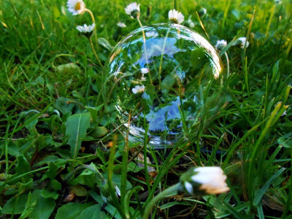 Grass Daisy Daisies Foliage Straws Bubble Small Grass Daisy Daisies Foliage Straws Bubble Small