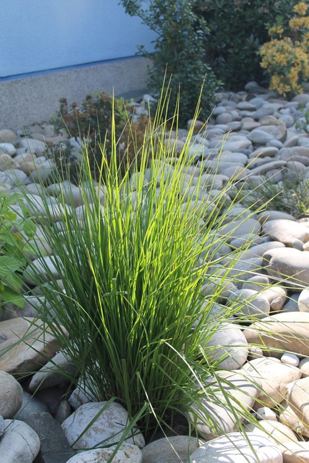 Grass Close Up Green Nature Halme Garden Grass Close Up Green Nature Halme Garden