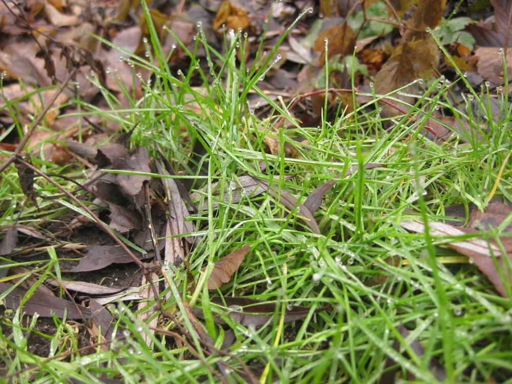 Grass Nature Macro Grass Nature Macro