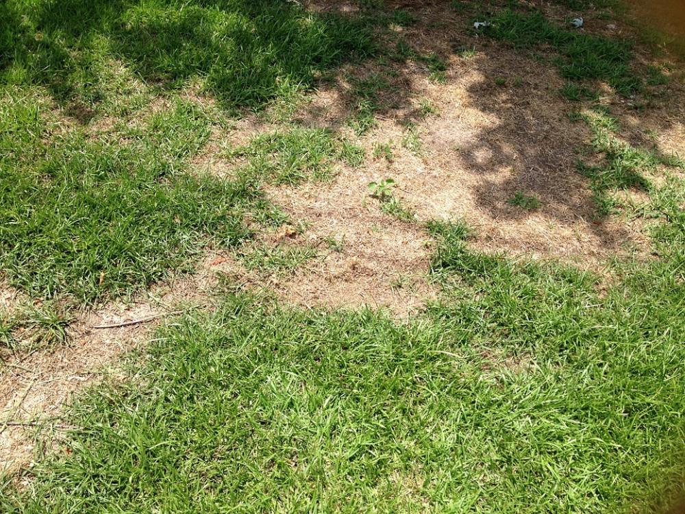 Grass Lawn Patch Grass Lawn Patch