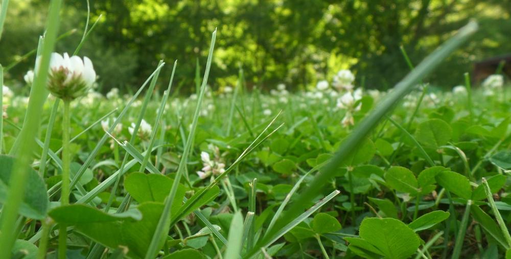 Grass Nature Green Spring Summer Meadow Grass Nature Green Spring Summer Meadow