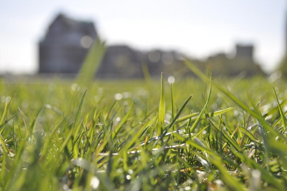 Grass Nature Spring Summer Outdoor Natural Green Grass Nature Spring Summer Outdoor Natural Green