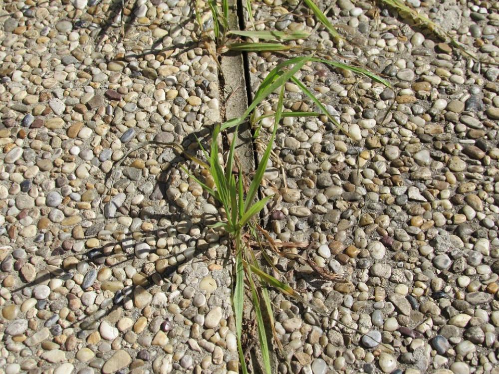 Grass Weed Concrete Assertiveness Force Grass Weed Concrete Assertiveness Force