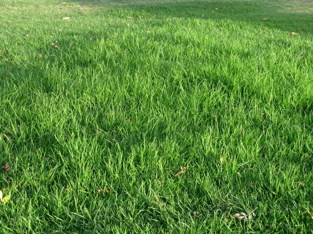 Grass Green Texture Meadow Nature Plant Lawn Grass Green Texture Meadow Nature Plant Lawn