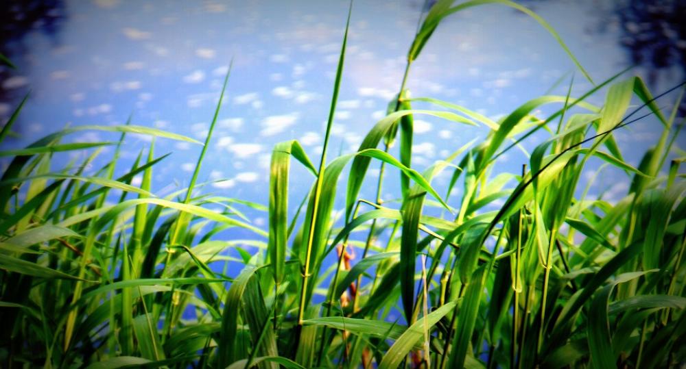 Grass Sky Clouds Outdoors Scenic Tranquil Grass Sky Clouds Outdoors Scenic Tranquil