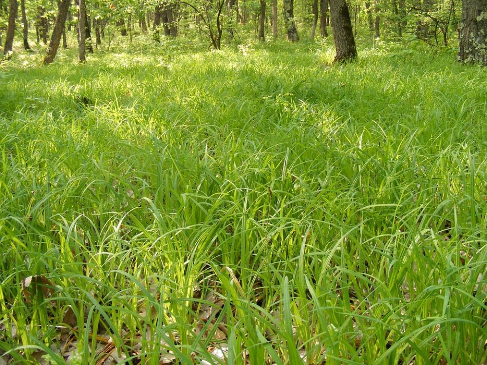 Grass Green Tree Trees Woods Nature Grass Green Tree Trees Woods Nature