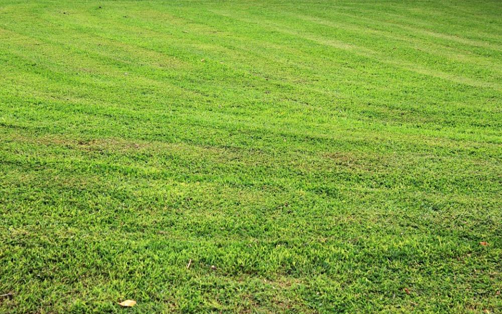 Grass Background Grass Background Green Grass Grass Background Grass Background Green Grass