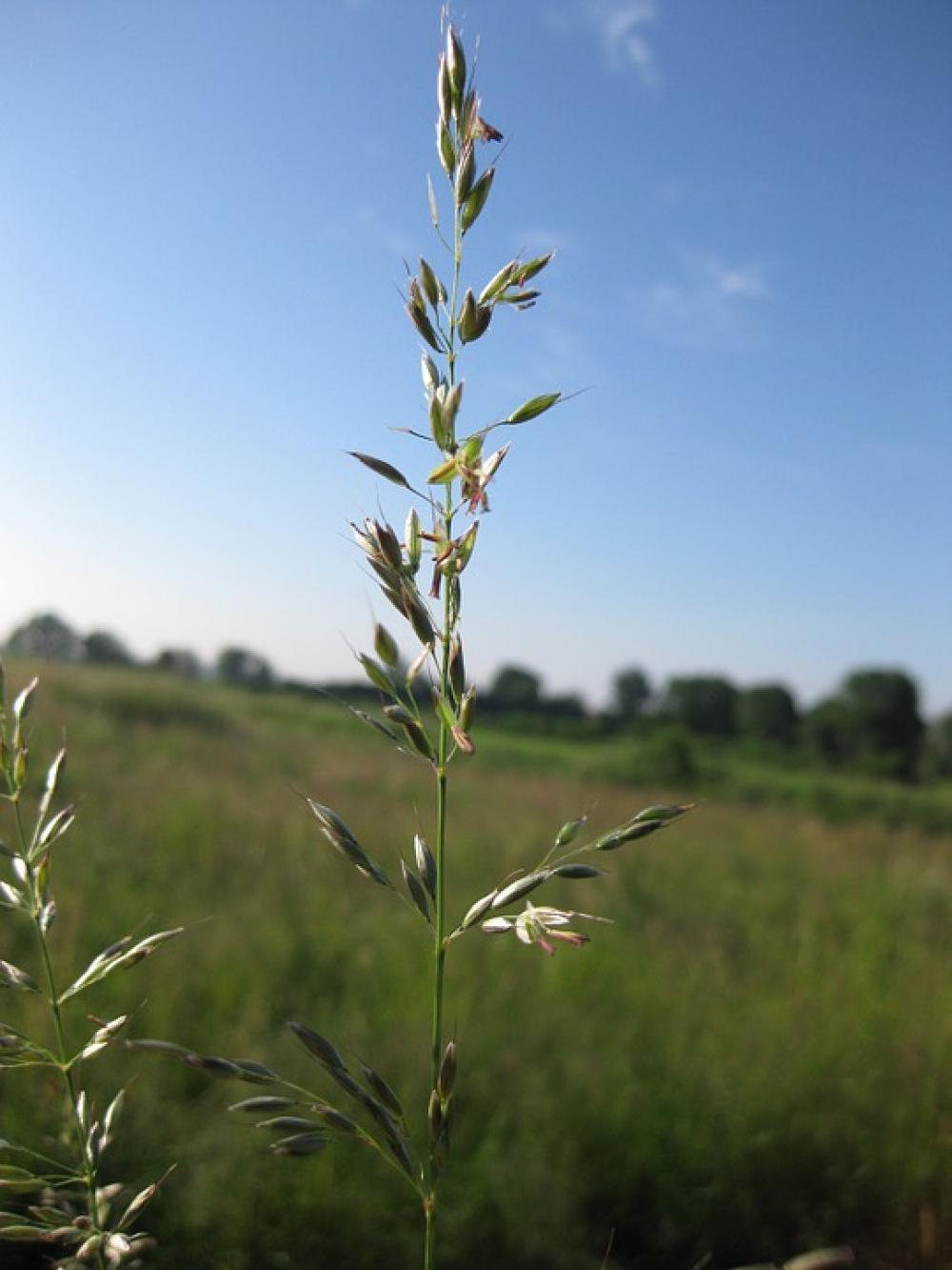 Grässer Nice Weather Idyll Meadow Sky Blue Plant Grässer Nice Weather Idyll Meadow Sky Blue Plant