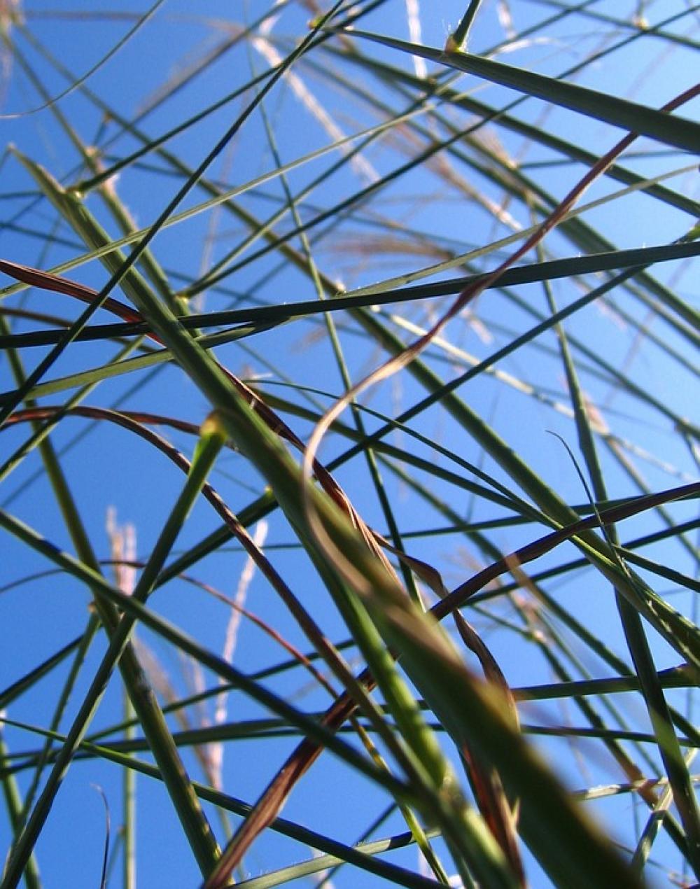 Grasses Grass Halme Sky Stems Stalk Grasses Grass Halme Sky Stems Stalk