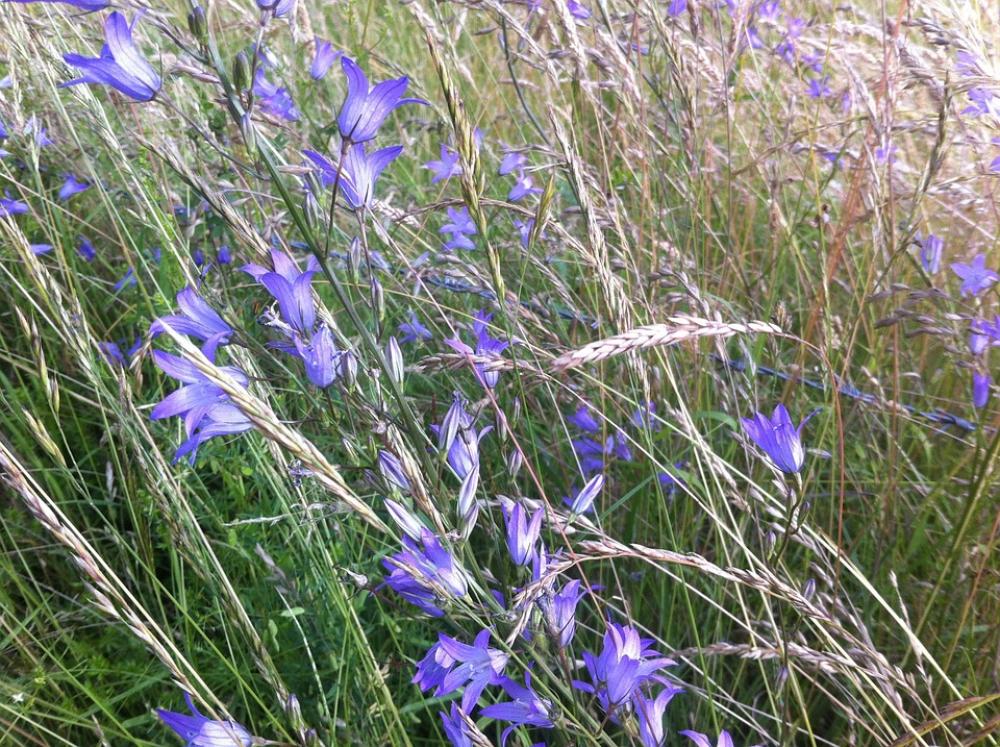 Grasses Grass Nature Flowers Purple Grasses Grass Nature Flowers Purple