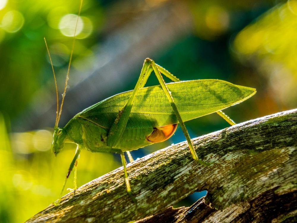 Grasshopper Insect Close Up Green Grasshopper Insect Close Up Green