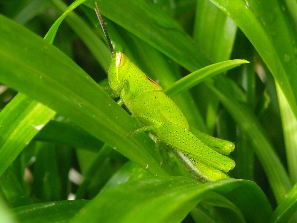Grasshopper Green Leaf Pandan Grasshopper Green Leaf Pandan