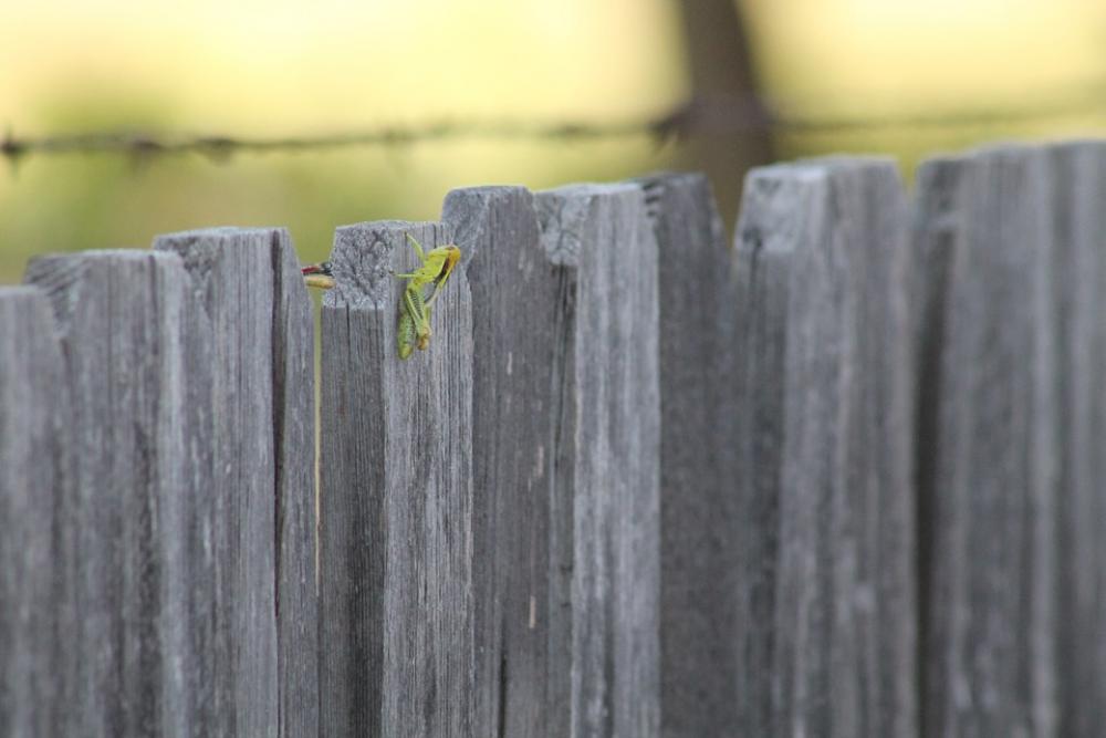Grasshopper Fence Rural Insect Nature Green Grasshopper Fence Rural Insect Nature Green