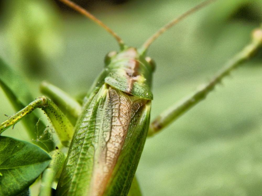 Grasshopper Insect Antennae Wood Brown Nature Grasshopper Insect Antennae Wood Brown Nature