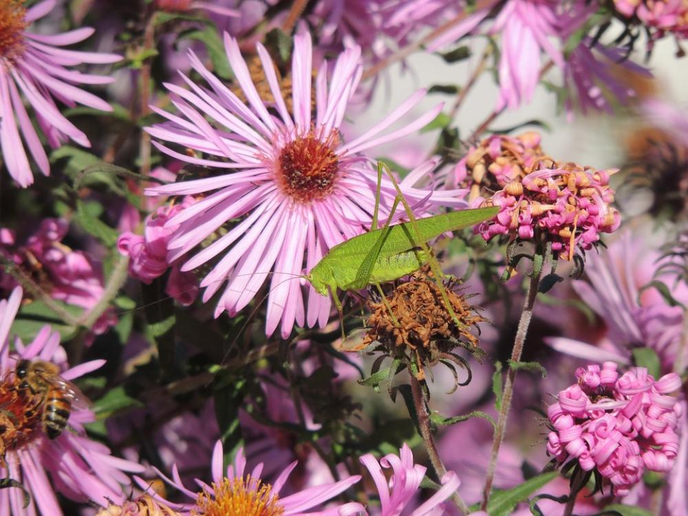Grasshopper Viridissima Green Insect Flower Grasshopper Viridissima Green Insect Flower