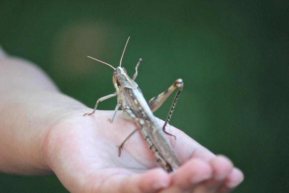 Grasshopper Locust Insect Bug Giant Hand Garden Grasshopper Locust Insect Bug Giant Hand Garden