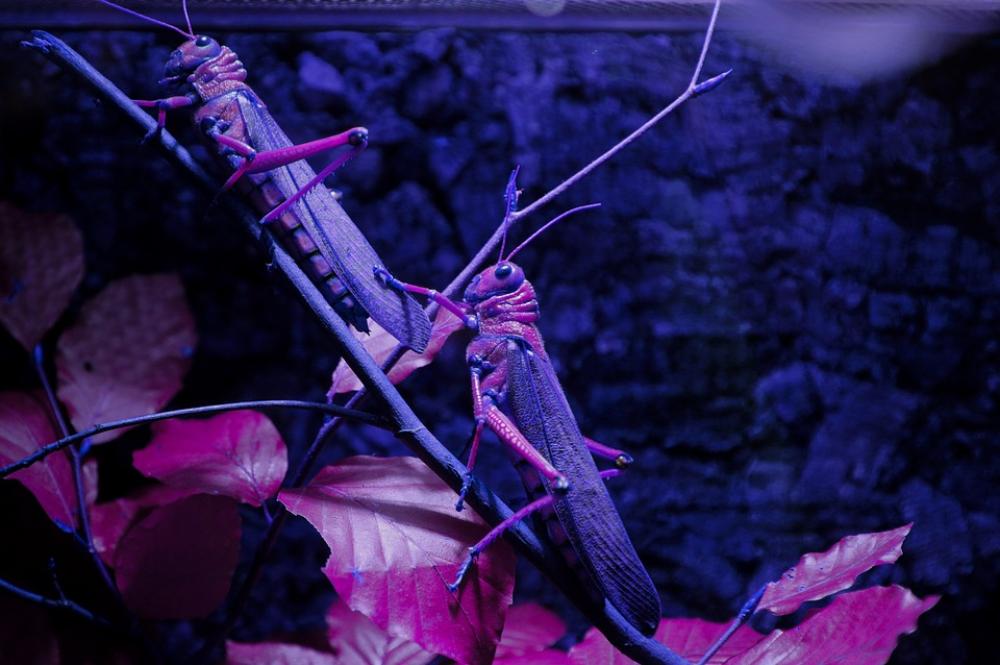 Grasshoppers Animals Insect Lighting Purple Violet Grasshoppers Animals Insect Lighting Purple Violet