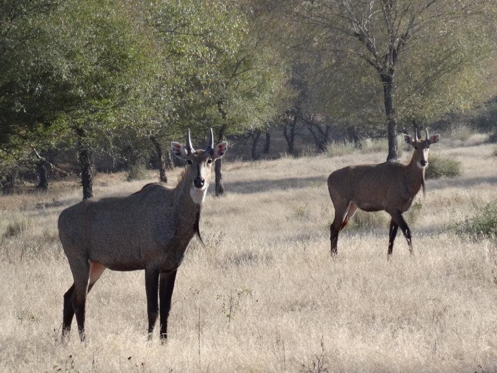 Great Indian Antelope Antelope Nilgai Blue Bull Great Indian Antelope Antelope Nilgai Blue Bull