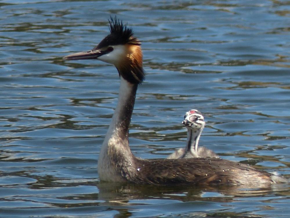 Grebe Waterfowl Young Mother Child Nature Grebe Waterfowl Young Mother Child Nature