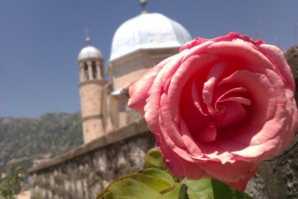 Greece Church Rose Summer Hot Summer Flower Greece Church Rose Summer Hot Summer Flower