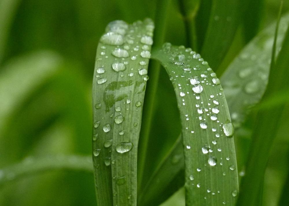 Green Grass Nature Garden Rain Drops Close-Up Green Grass Nature Garden Rain Drops Close-Up