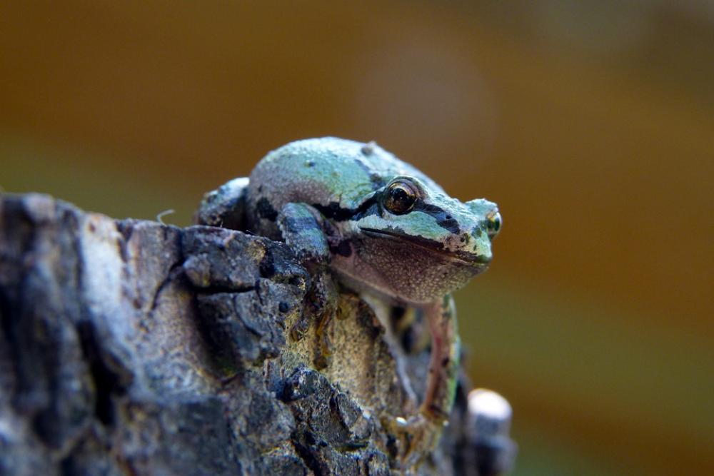 Green Frog Amphibian Creature Small Animal Green Frog Amphibian Creature Small Animal