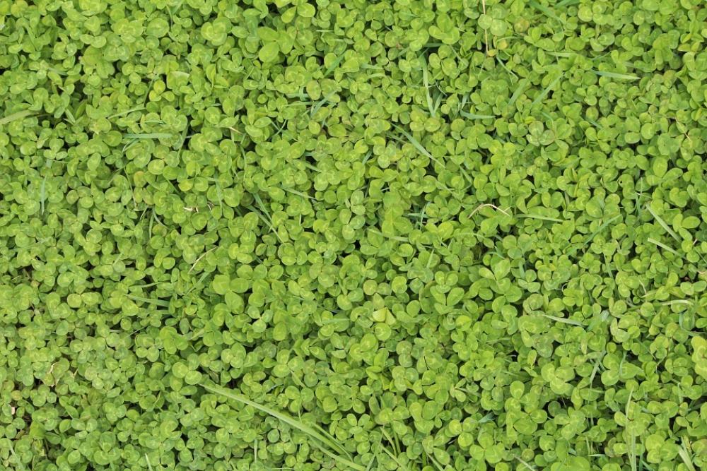 Green Spring Nature Background Clover Grass Green Spring Nature Background Clover Grass