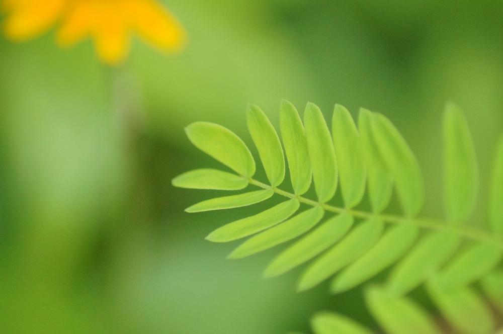 Green Leaves Leaf Trees Plants Forest Structure Green Leaves Leaf Trees Plants Forest Structure