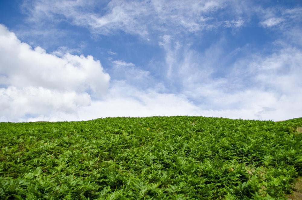 Green Fern Plant Seasons Summer Sky Blue Clouds Green Fern Plant Seasons Summer Sky Blue Clouds